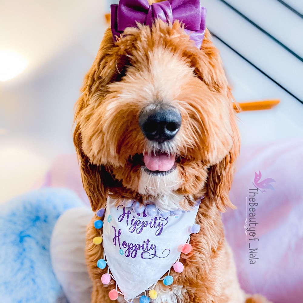 Dog bandana